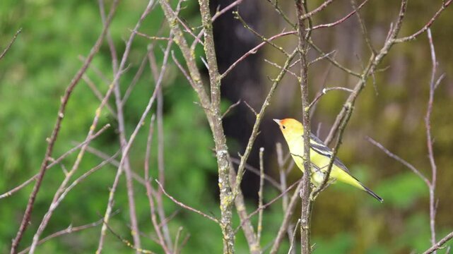 Western Tanager In A Tree