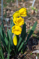 yellow flowers in spring