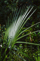 water drops on a palm tree