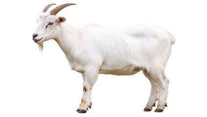 Fototapeta premium a white goat stands on a plain background showcasing its distinct features such as curved horns and a fluffy coat. educational purposes or animal-related content