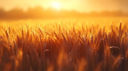 A close-up view of a wheat field at sunset, bathed in golden light. The image captures the beauty and tranquility of nature during harvest time.