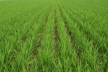 田植え２ヶ月後の水田