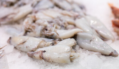 Large carcasses of squid lie in refrigerator window, next to shellfish varieties of fish. Squid are laid out in refrigerator, self-service store, fish and seafood department