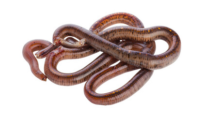 Obraz premium a group of elongated brown shiny creatures resembling snakes or eels coiled together on a white background they appear to be aquatic or semi-aquatic animals