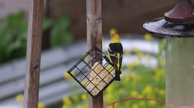 Western Tanager Bird Feeding On Suet
