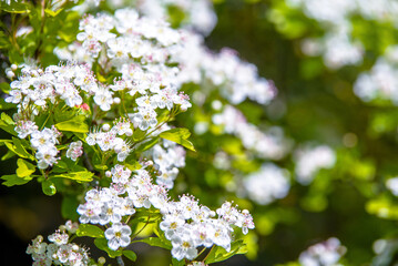 White hawthorn flowers on a green natural background
