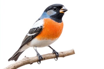 Isolated Brambling Bird Perched on Branch with Colorful Plumage Close-up