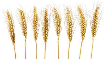 ears of wheat