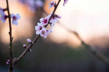 Kirchbl&uuml;ten cherry