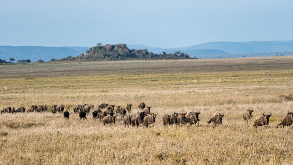 A magnificent herd of wildebeest can be seen in the expansive African savannah landscape Serengeti Tanzania Africa