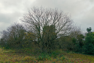Fototapeta premium tree against the background of the ruins of a tower