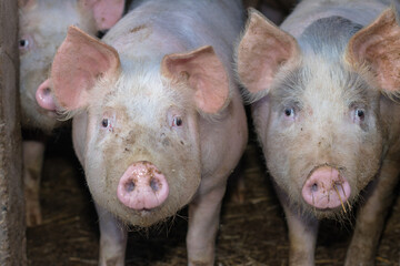 Close-Up of Curious Pigs on a Rustic Farm