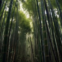 Fototapeta premium Majestic bamboo forest with towering green stalks reaching skyward, bathed in soft, diffused light for a serene and mystical natural ambiance.