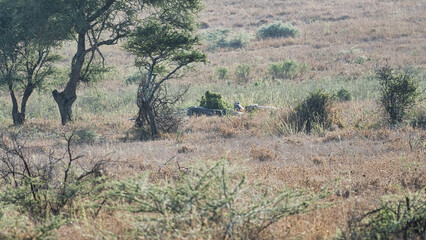Fototapeta premium A Serene Landscape Featuring Lush Trees and Diverse Wildlife Thriving in Their Natural Habitat Serengeti Tanzania Africa