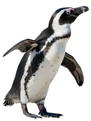 Obraz premium Penguin aquatic bird isolated on the transparent background