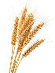 Fototapeta premium Golden wheat stalks representing agriculture and harvest isolated on the transparent background