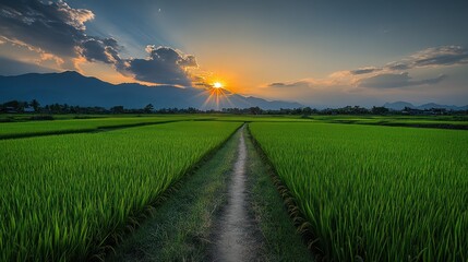 Obraz premium Countryside path at sunset, vibrant rice paddy fields, peaceful valley
