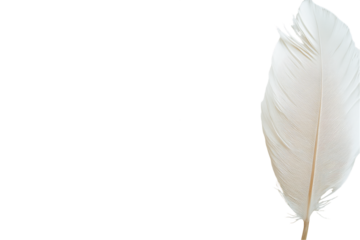 Single White Feather with Brown Stripes on Transparent Background, PNG