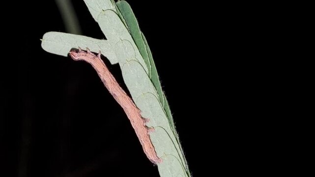 A caterpillar is sleeping on a leaf at night around a bush near the lake