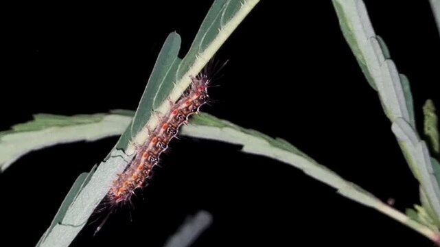 A caterpillar is sleeping on a leaf at night around a bush near the lake