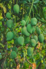 green mangoes on tree