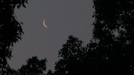 Tokyo,Japan - March 26, 2025: The slim moon between trees at dawn
