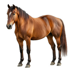Obraz premium brown horse standing on a white background showcasing its muscul