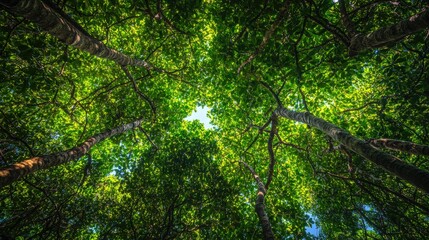 Fototapeta premium Looking Up at Forest Canopy with Green Leaves and Blue Sky Glimpse