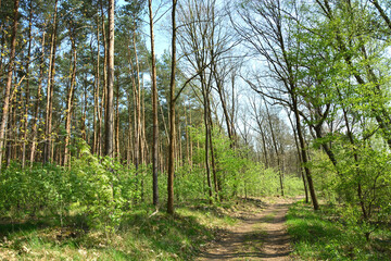 Wald im Frühling bei Brandenburg an der Havel