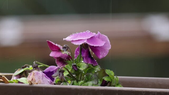 Purple Pansy Flowers in The Rain
