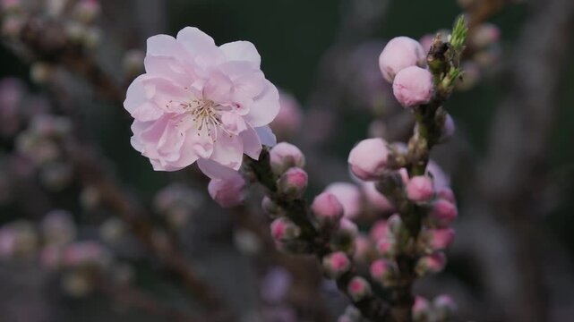 Tokyo,Japan - March 26, 2025: Closeup of Hana peach or Flowering Peach o Prunus persica  hanamomo