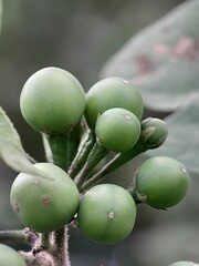 close up of a cactus
