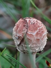 mushroom in the forest