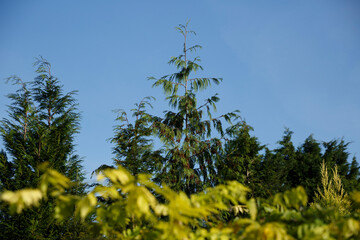 Fototapeta premium Vibrant green trees under a clear blue sky in a serene outdoor setting during a sunny day