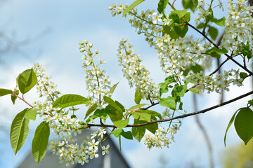 Baum, Blüten, Himmel, Natur