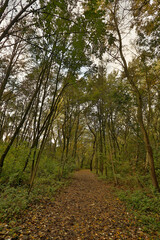 Footpath through a serene autumn forest displaying fallen leaves and tall trees under a cloudy sky in the early evening