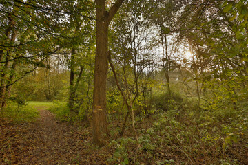 Fototapeta premium Sunrise filters through trees on a quiet woodland path during an early autumn morning