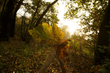 Vibrant autumn leaves illuminated by golden sunlight in a tranquil forest setting during late afternoon
