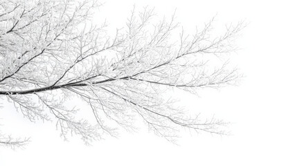 Fototapeta premium winter tree silhouette