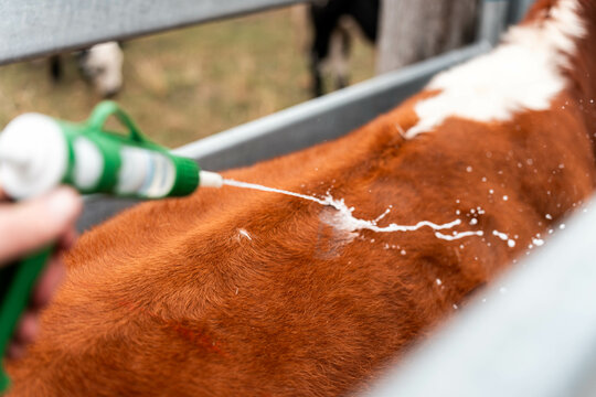 cattle drench and vaccinating cows in stockyards on a farm in australia. treating livestock on a farm worming with a pour on treatment in yards