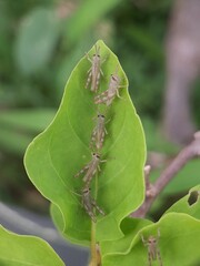 Grasshopper on leaf