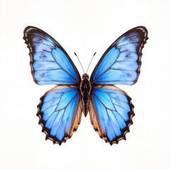 Blue Morpho butterfly showcasing vibrant colors against white background  