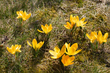 Krokusy. © Janusz Lipiński