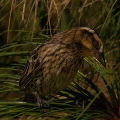 Female Trile (Agelasticus thilius)
