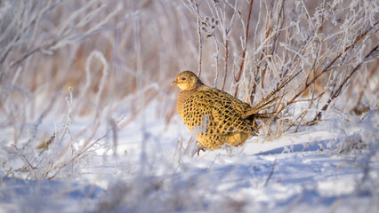 Ring-necked Pheasant walking in frozen field