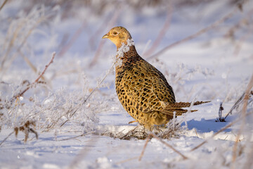 Ring-necked Pheasant walking in frozen field