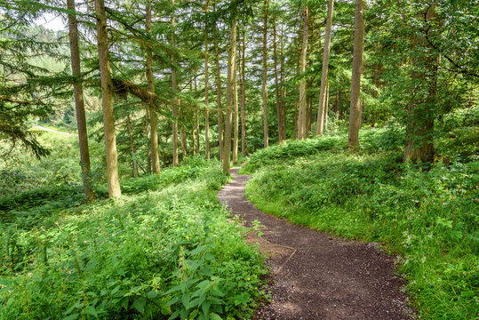 Empty narrow winding trail through a mountain forest on a sunny summer day