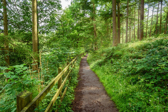 Narrow straight fenced path through a lush forest in the mountains on a sunny summer day