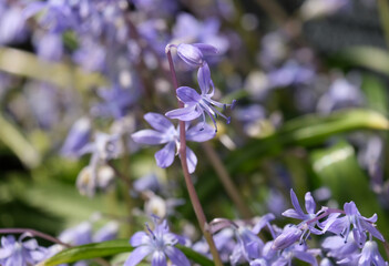 Fototapeta premium Blossom Cilician squill (lat.- Scilla cilicica)