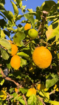 CLOSE UP, VERTICAL: Lush growing lemon tree with ripening yellow citrus fruits. Bright green leaves and a vivid blue sky contrast with a Mediterranean citrus plant full of natural and fresh fruit.